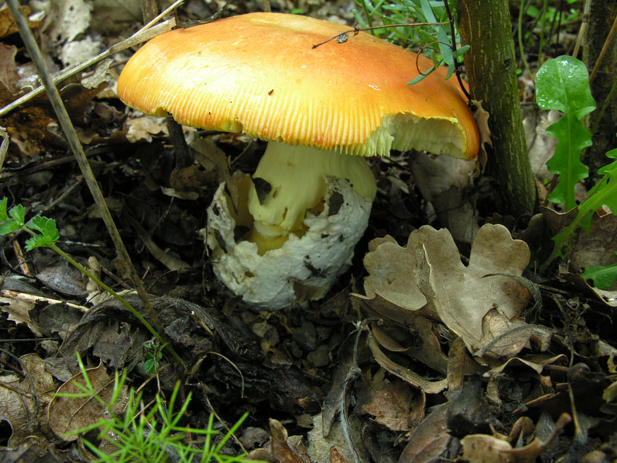 Le mie prime caesarea